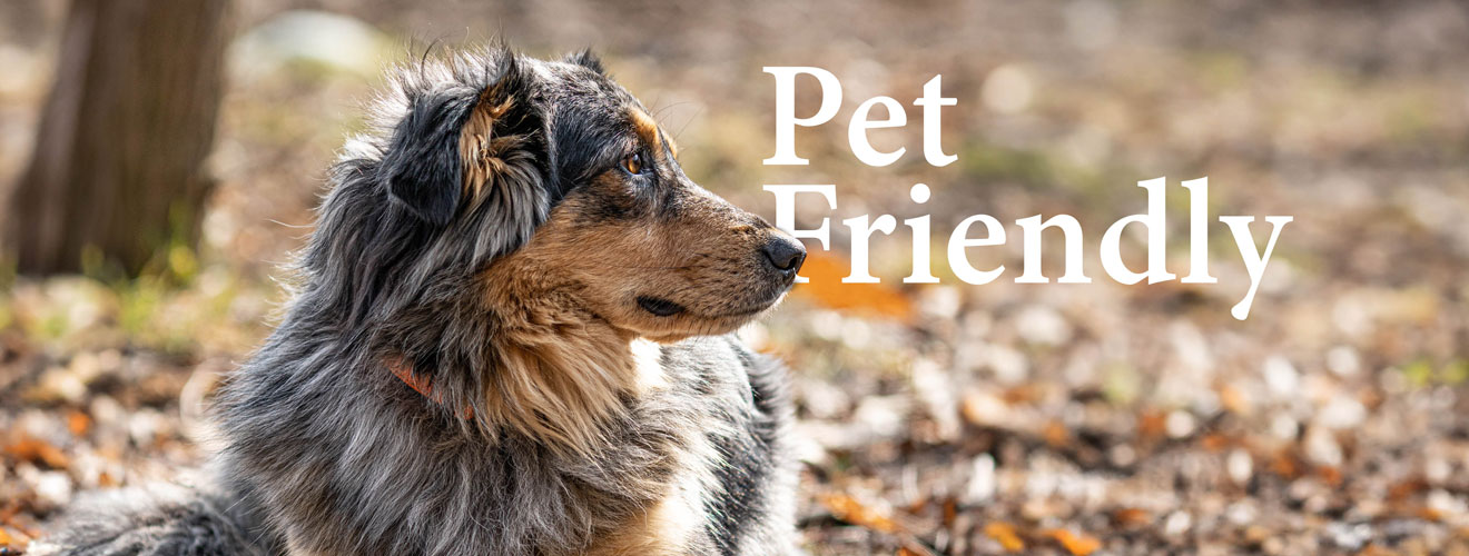 Pet Friendly Bargiolina