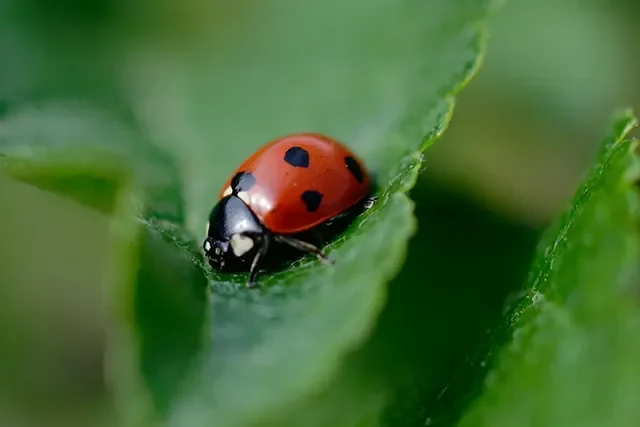 Agricoltura biologica - Bargiolina