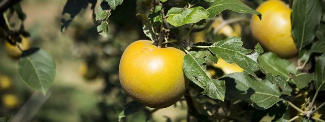 coltiviamo-chi-siamo