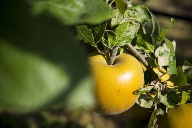 la biodiversità - i nostri valori